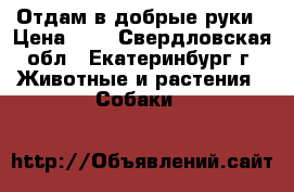 Отдам в добрые руки › Цена ­ 1 - Свердловская обл., Екатеринбург г. Животные и растения » Собаки   